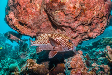 Harlequin Sweet Lips Fish Swimming Among Colorful Coral Reef