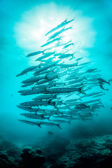 Schooling pelagic fish swimming together in clear blue water