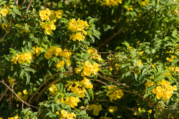 黄色い花　ボタニカル