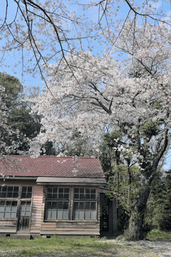 廃校と桜の写真素材 レトロ 春 花見 お散歩 卒業式 入学式 小学校 思い出