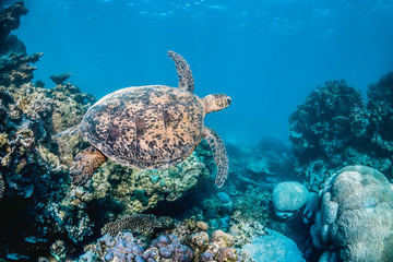 Obraz premium Green sea turtle in the wild, among colorful corals