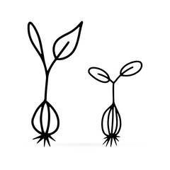 Doodle plant ocon isolated on white. Outline gardening. Sketch vctor stock illustration