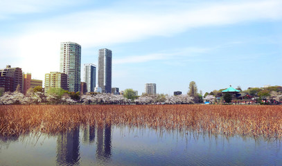 Fototapeta premium 風景