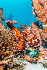 Colorful Octopus in Coral Reef