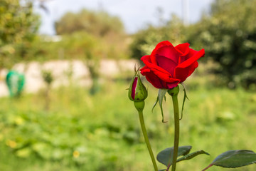 A red rose in its envvironment