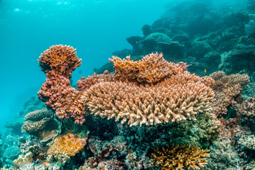 Naklejka na ściany i meble Colorful coral reef in clear blue water