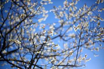 Under the cold blue sky in winter, a plum tree full of white plum blossoms is standing upright and showing its vitality