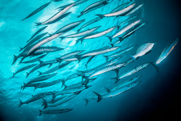 Fototapeta na wymiar Schooling pelagic fish swimming together in clear blue water