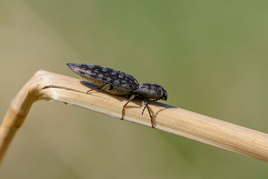 Click beetle sits on dry leaf of grass