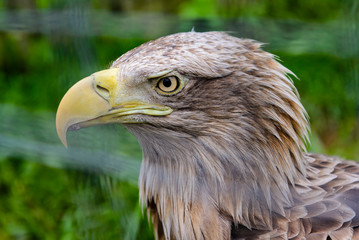 Portrait of Steller's Sea Eagle at the Zoo