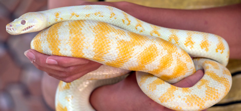 this is an albino python