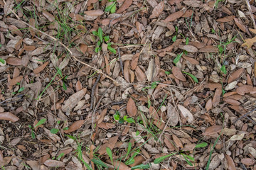 Dry leaves - view from above