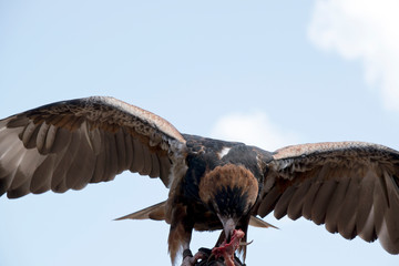 this is a black breated buzzard feeding