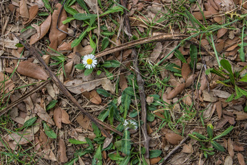 A daisy growing alone - view from above