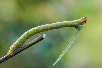 Caterpillar eats a narrow leaf of grass