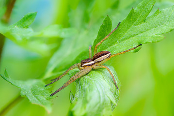 Spider female lurking on leaves of grass