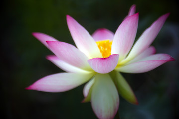 A beautiful blooming pink-white lotus in the pond