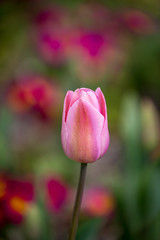 A close up of a pink tulip in springtime, with a shallow depth of field