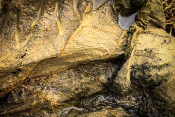 Dry leaves wet with water. texture background.