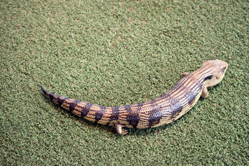 Fototapeta premium the blue tongue lizard is walking