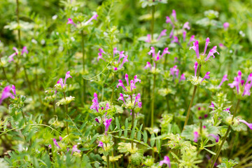 field of flowers