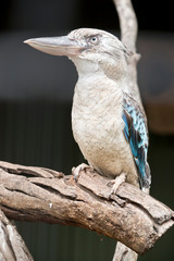this is a side view of a blue winged kookaburra