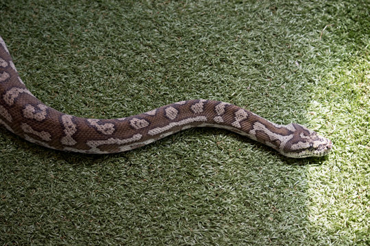 this is a close up of a carpet python
