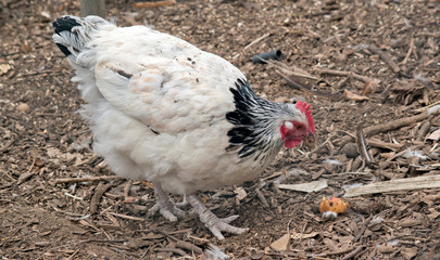 the white and black chicken is scratching the ground looking for food