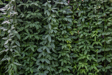 Dark green leaves textyre background 