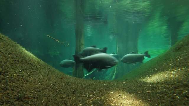 Time lapse shot of underwater world, large Tambaqui fish in flooded forest, tiny species move close to bottom. Natural environment imitation at large aquarium