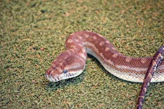 this is a close up of a children's python