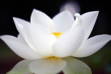 Fototapeta na wymiar A solemn, peaceful and serene white lotus is blooming completely