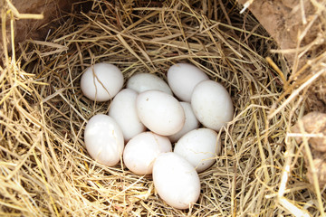 Fresh White duck eggs in a nest in straw. In the burrow. Rural life. Poultry ecological farm background. Top view. Rural still life, natural organic healthy food concept. Copy space.