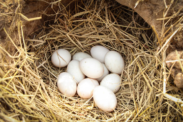 Fresh White duck eggs in a nest in straw. In the burrow. Rural life. Poultry ecological farm background. Top view. Rural still life, natural organic healthy food concept. Copy space.