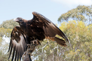 the wedge tail eagle is using his wings to balance