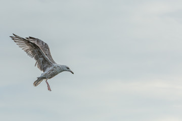 Junge Möwe im Flug vor bewölken Himmel
