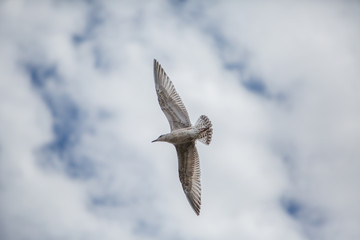Junge Möwe im Flug vor bewölken Himmel