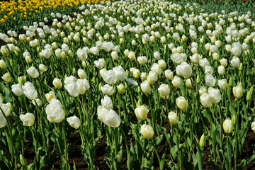 Fototapeta premium チューリップ