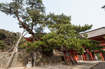 Fototapeta premium 島根県出雲 日御碕神社