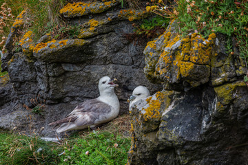 M&ouml;venpaar im Sommer zwischen Steinen und Pflanzen 