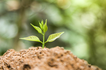 Small green tree growing in garden with sunlight. Eco concept earth day.