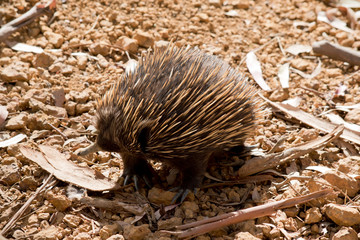 this is a side view of an echidna