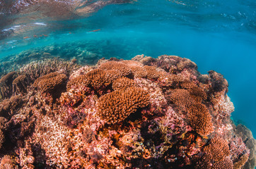 Colorful coral reef in clear blue water