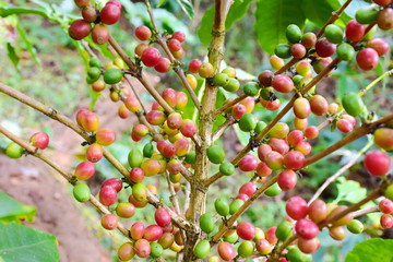 Coffee berries on branch and leaves coffee in plantation.