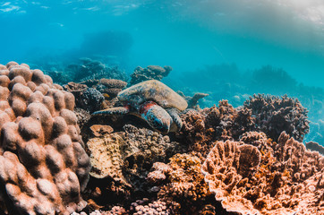 Green sea turtle in the wild, among colorful corals