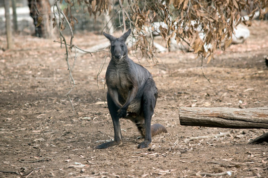 this is a wallaroo or euro standing on its hind legs