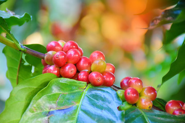 Coffee berries on tree branch in forest.