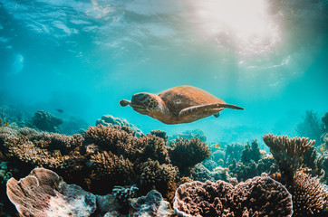 Green sea turtle in the wild, among colorful corals