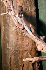 this is a side view of a frill necked lizard