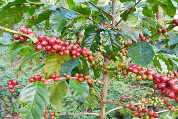 Coffee berries on tree of branch in plantation.